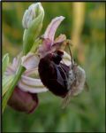 Ophrys sipontensis